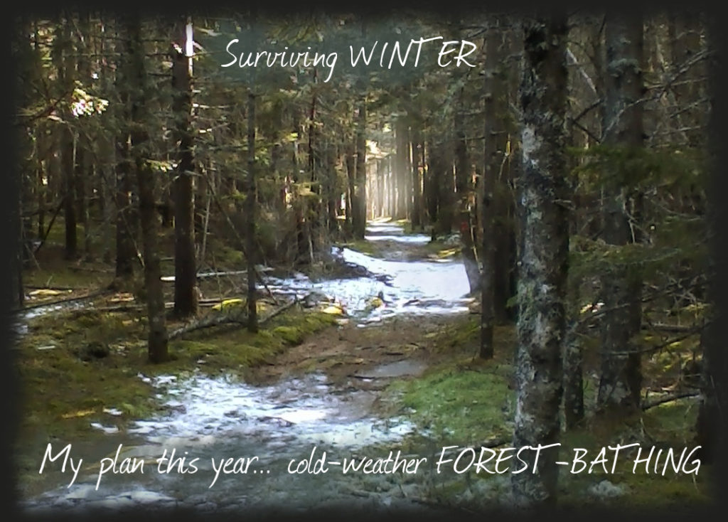 Snowy forest trail near my home in 3 great ways to beat the winter blues by Linn Chapel